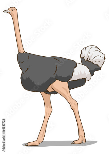 Ostrich learn birds educational game PNG illustration photo