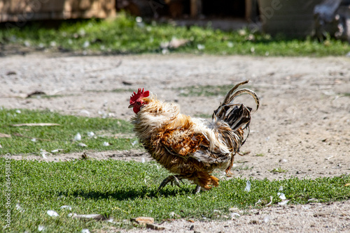 Fat rooster in the yard with grass