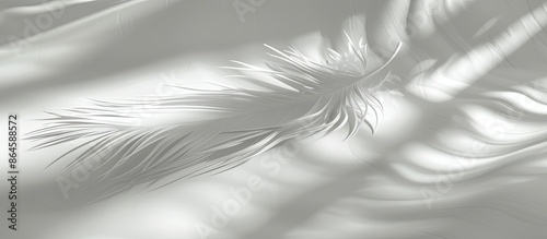 Soft white and grey background featuring a light-striped down feather, casting a lovely shadow, ideal for Copy space image. photo