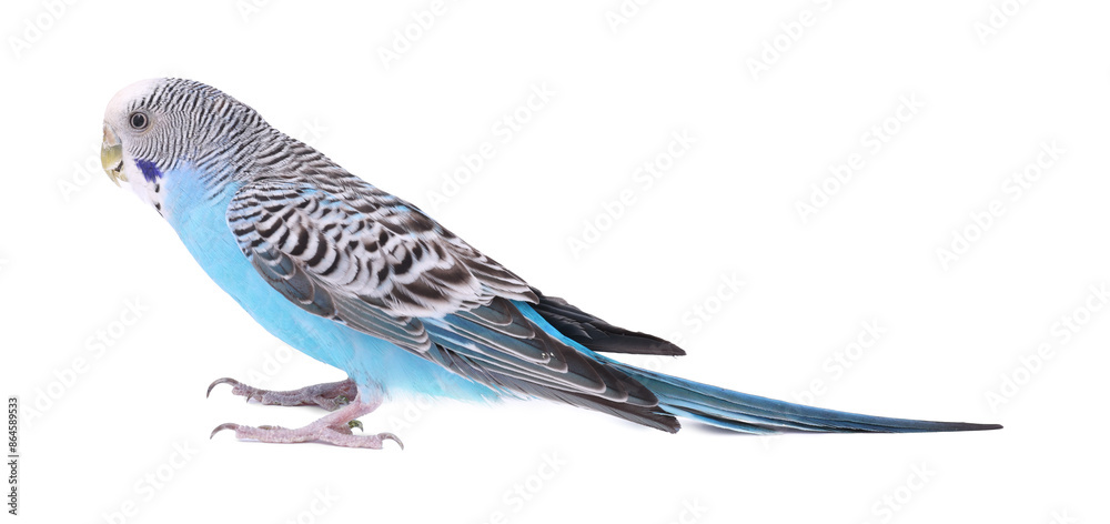 Beautiful bright parrot on white background. Exotic pet Beautiful bright parrot on white background. Exotic pet