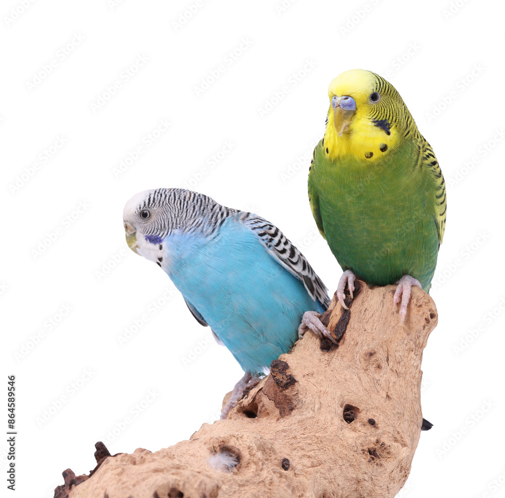Naklejka premium Bright parrots on wooden snag against white background. Exotic pets