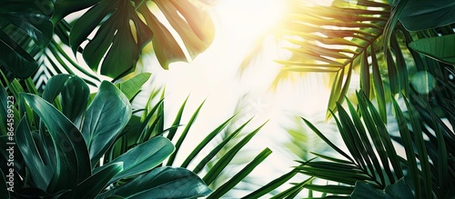 Tropical green leaves on a sunny backdrop create a minimal summer theme with a border design, perfect for copy space images. photo