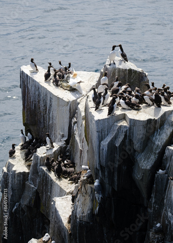 Common Guillemots (common murre) colony on Farne Islands Northumberland, UK