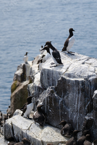 Common Guillemots (common murre) colony on Farne Islands Northumberland, UK