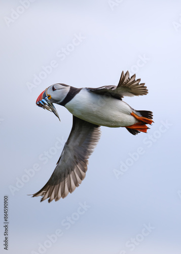 Wild Atlantic Puffin in flight with mouth full of sand eels on the Farne Islands off the coast of the UK photo