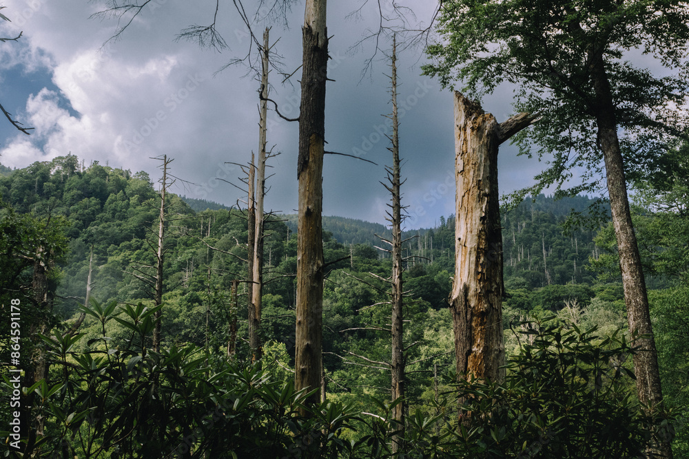 Fototapeta premium scarred woodlands