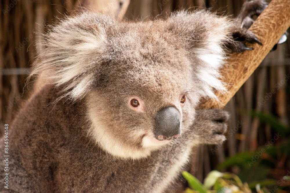 Fototapeta premium this is a close up of a koala