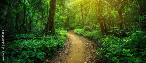 Scenic pathway winding through lush, untamed forest with abundant greenery, ideal for a copy space image.