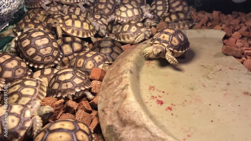 A group of Baby Sulcata tortoises that gather in the corner of the cage while sleeping at night to keep warm