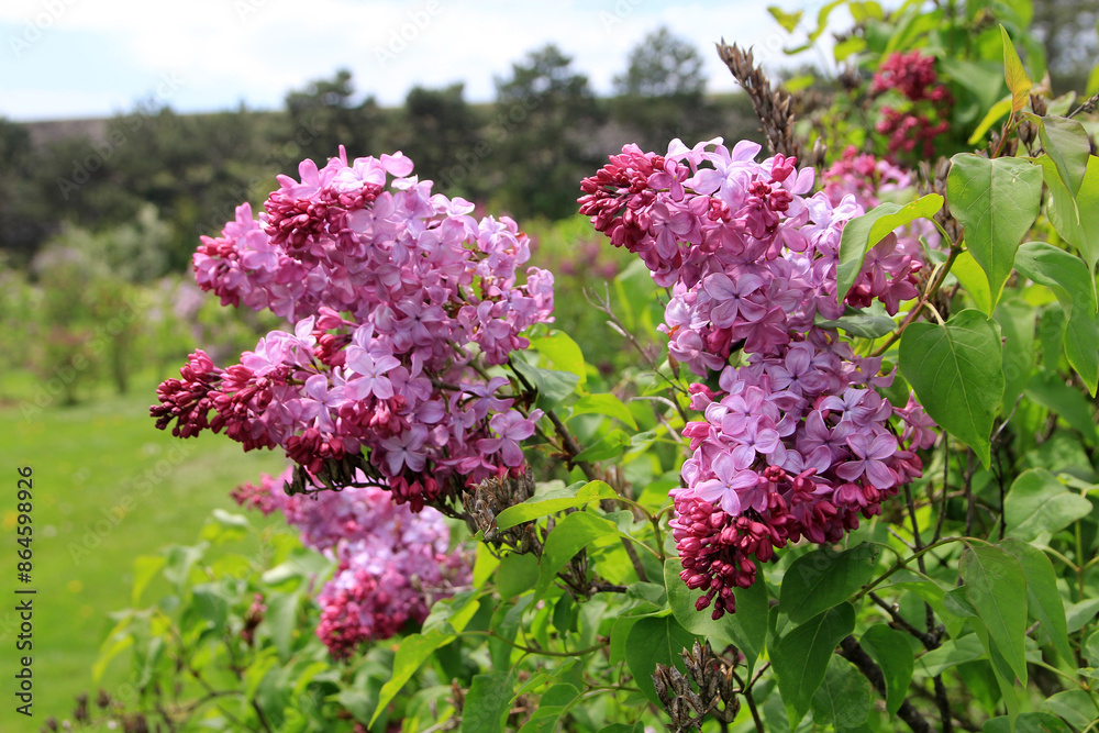 Obraz premium Blooming lilac flowers on the bush