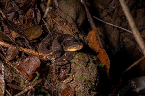 La serpiente más peligrosa de Latinoamerica, la vibora de terciopelo o talla equis photo