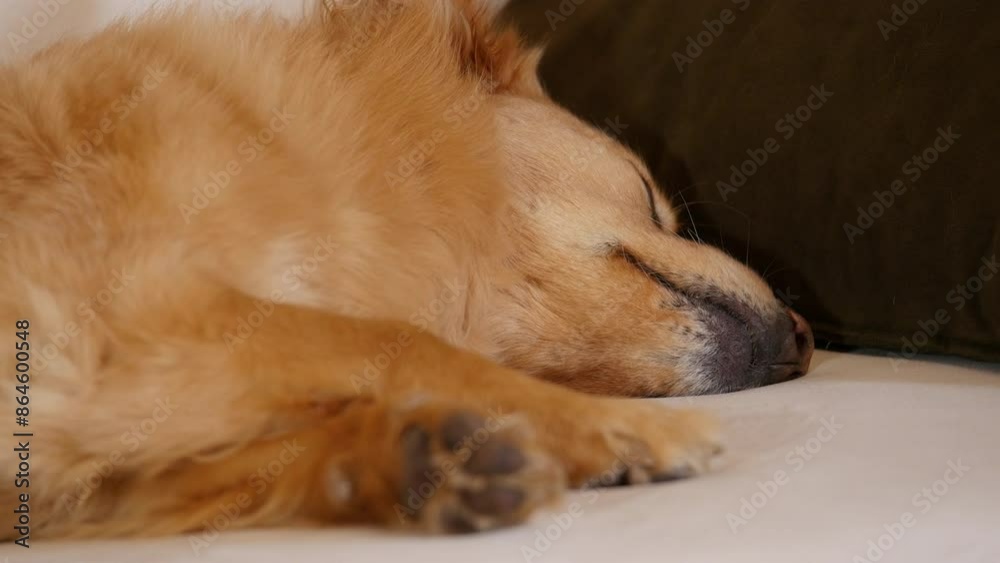 Golden Corgi mix MS low angle as she licks her lips while napping Golden Corgi mix MS low angle as she licks her lips while napping