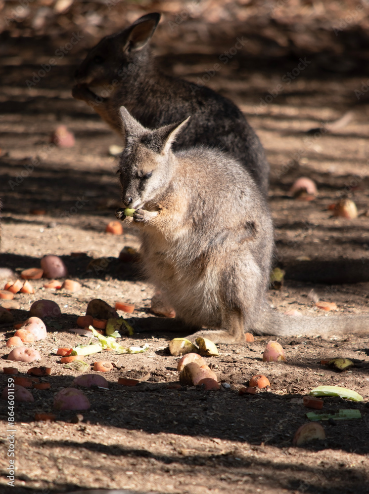 Naklejka premium The Red Necked Wallaby Has Mostly Tawny Grey Fur, With A White Chest And Belly, And A Dark Brown Muzzle, Paws And Feet. It Is Has A Red-Tinted Fur On The Back Of Its Neck And Shoulders.