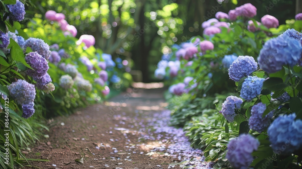 Obraz premium A garden path surrounded by blooming hydrangeas