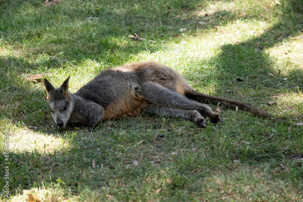 The swamp wallaby has dark brown fur, often with lighter rusty patches on the belly, chest and base of the ears.. . The swamp wallaby has dark brown fur, often with lighter rusty patches on the belly, chest and base of the ears.. .
