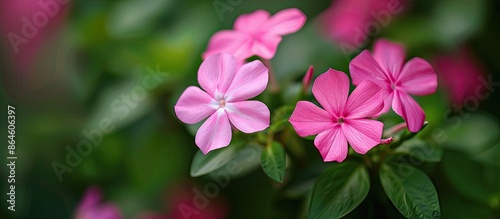 Pink flowers showcasing five delicate petals surrounding a white focal point. (copy space image)