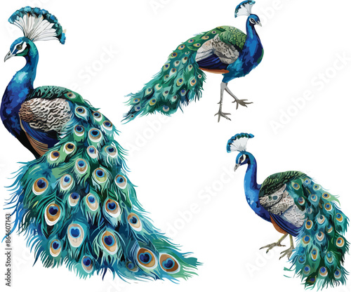 peacock watercolor clipart	