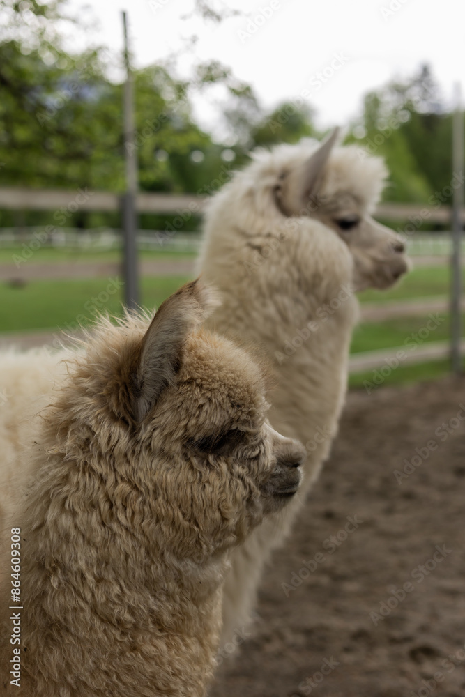 Obraz premium portrait of an Alpaca on a farm