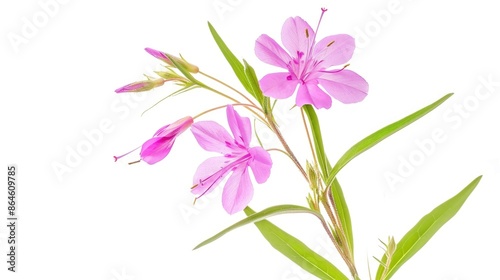 Pink flower in vase