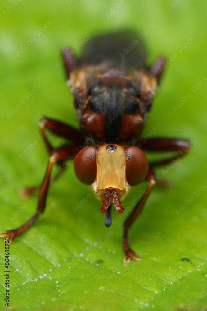 Facial extreme closeup on a European ferroginous bee-grabber Thick-headed fly, Sicus ferrugineus Facial extreme closeup on a European ferroginous bee-grabber Thick-headed fly, Sicus ferrugineus