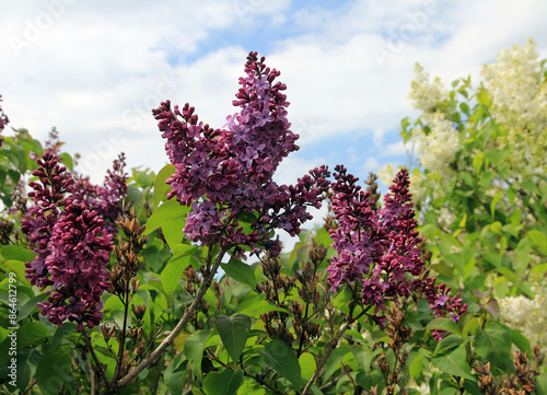 Purple ooming lilac on bush photo