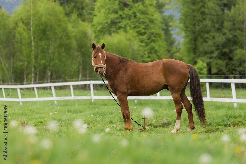 Fototapeta premium The horse is not in the meadow on the farm