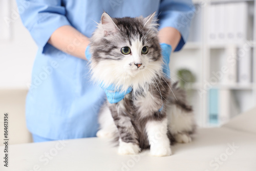 Veterinarian examining cute...
