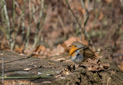 Rotkehlchen photo