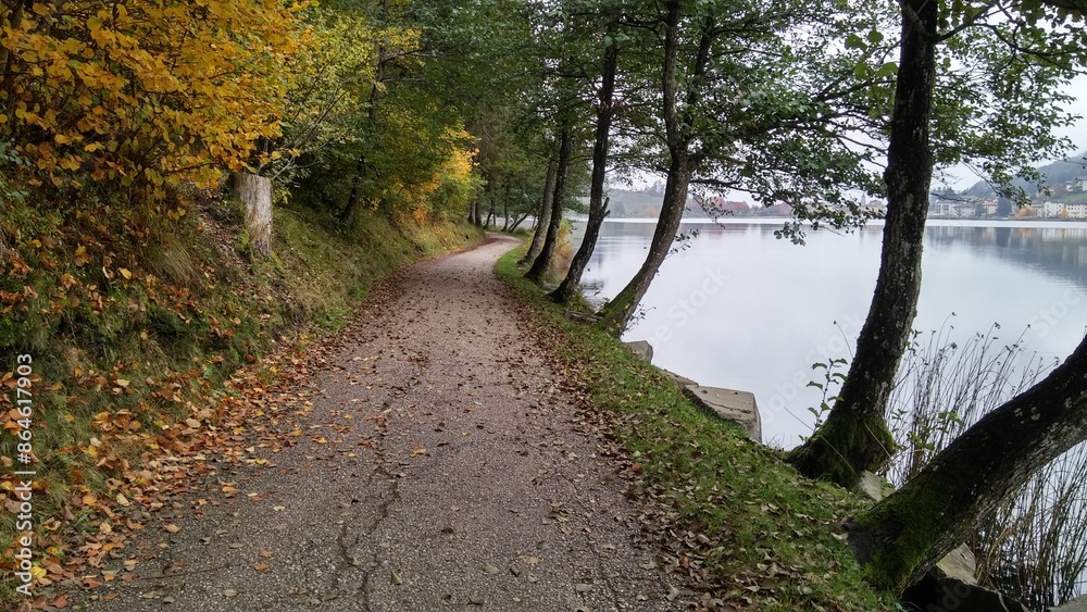 Naklejka premium path in the woods