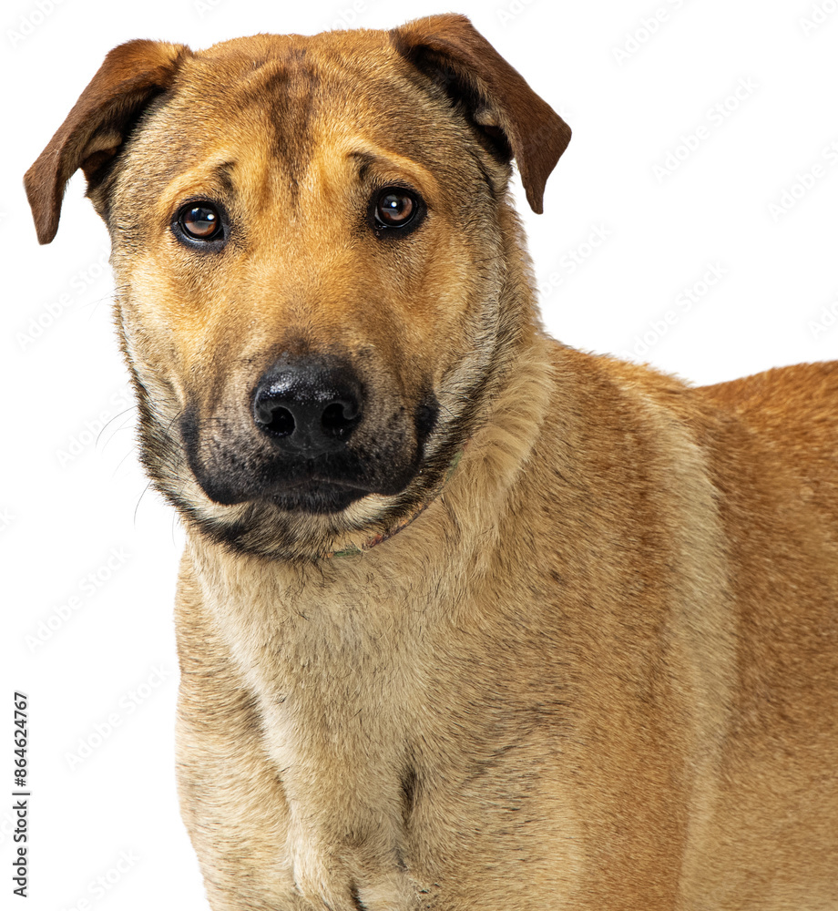 Close-up Shy Big Brown Dog - Extracted Close-up Shy Big Brown Dog - Extracted