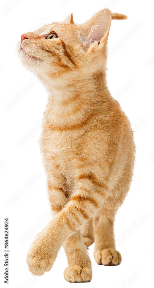 Cute Orange Kitten Walking Looking Up Side Cute Orange Kitten Walking Looking Up Side