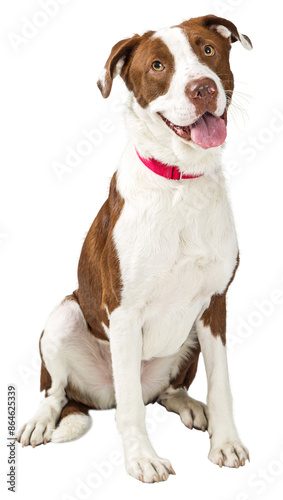 Happy dog sitting with happy smiling expression - Extracted