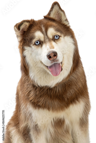 Fototapeta Naklejka Na Ścianę i Meble -  Happy Smiling Husky Dog Closeup - Extracted