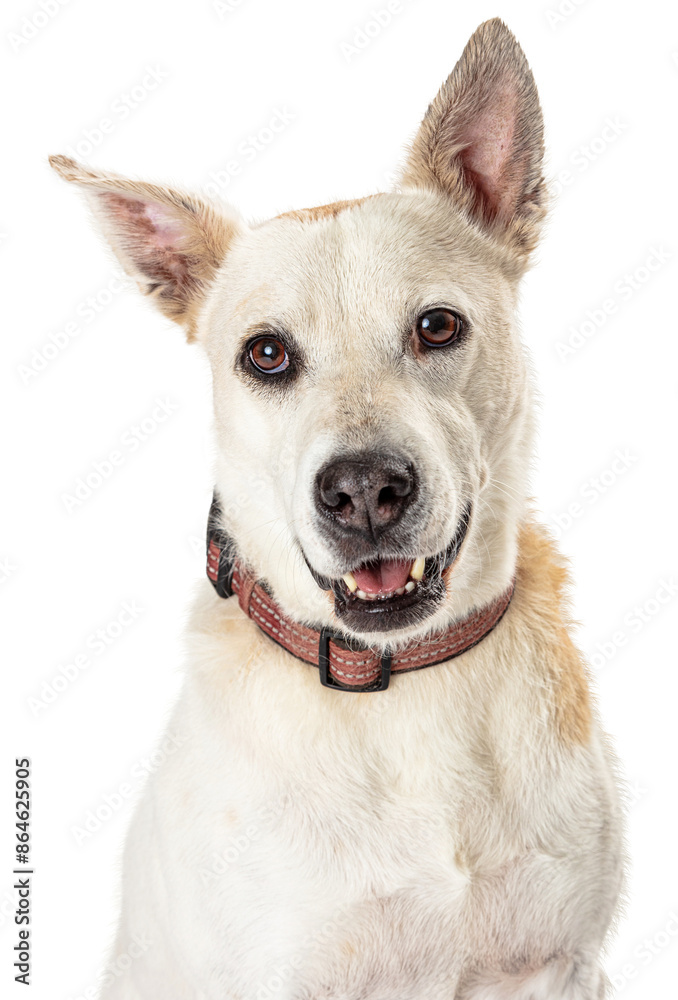 Happy White Shepherd Dog Closeup - Extracted Happy White Shepherd Dog Closeup - Extracted