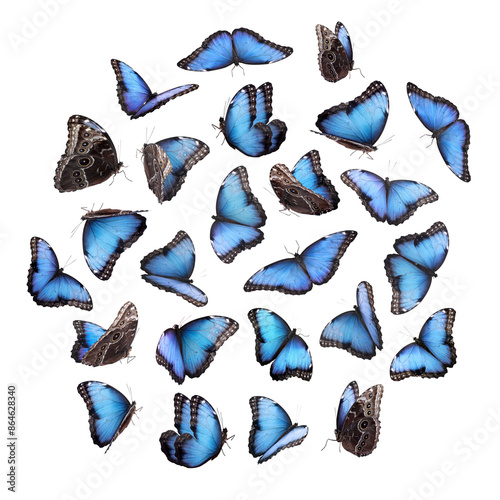 Foto Many beautiful butterflies on white background, collage