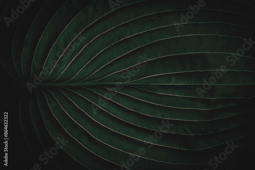 Fototapeta Naklejka Na Ścianę i Meble -  Tropical jungle leaf, full frame closeup shot, with intricate vein pattern, dark green moody artistic botanical foliage