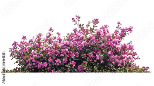 A bush full of pink flowers isolated on white background or white background. png cut out or die-cut © Bi