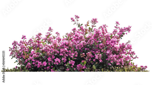 A bush full of pink flowers isolated on white background or white background. png cut out or die-cut photo