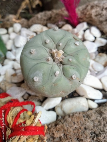 Принти на полотні cactus peyote in the garden