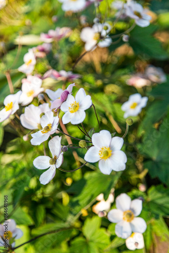 Japanese Anemone wild flower white with yellow