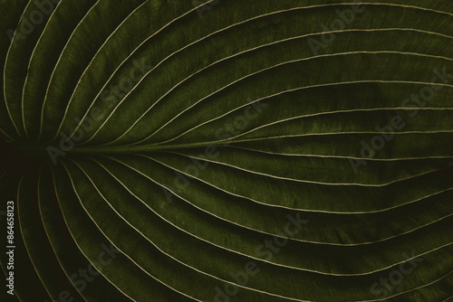 closeup of Hosta leaf with intricate vein texture, dark moody green, artistic art nature photography background