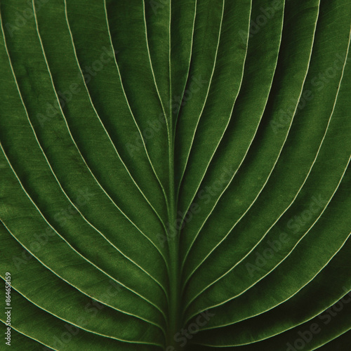 closeup of Hosta leaf with intricate vein texture, dark moody green, artistic nature photography