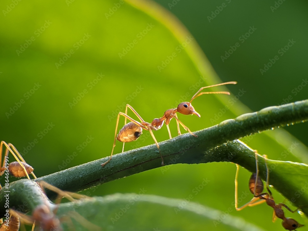 Weaver ants or Oecophylla smaragdina on orange tree with blur background Weaver ants or Oecophylla smaragdina on orange tree with blur background
