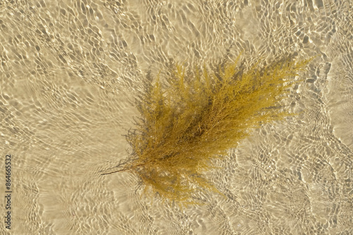 Sargassum muticum, Japanese wireweed or japweed floating at the shore photo