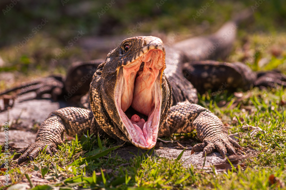 Obraz premium Close up of overo lizard in natural wildlife habitat