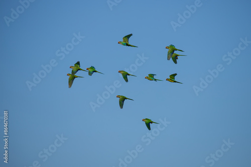 A flock of peach-fronted parakeet (Eupsittula aurea) flying on blue sky.