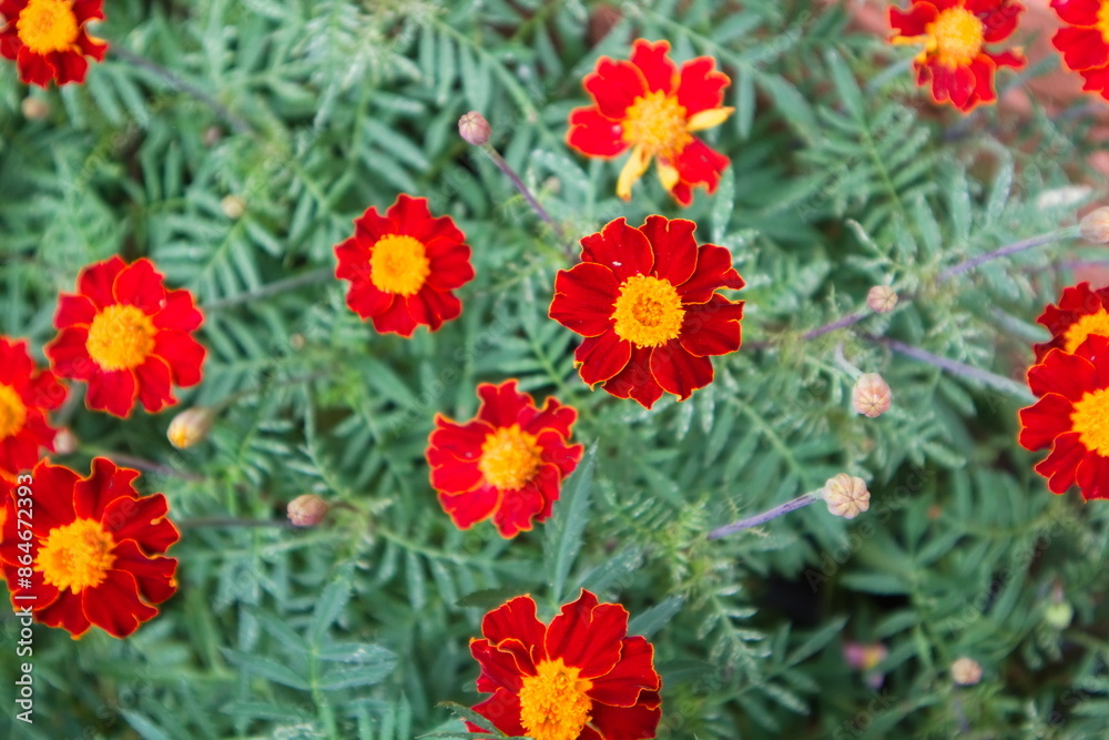 a bunch of red marigolds with yellow centers. The flowers are all different sizes and are in full bloom. Marigolds are common flowers that are often used in gardens as they are easy to grow and care a bunch of red marigolds with yellow centers. The flowers are all different sizes and are in full bloom. Marigolds are common flowers that are often used in gardens as they are easy to grow and care