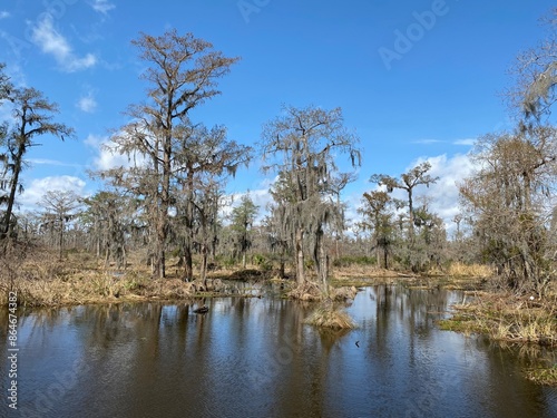 Photo of old man's beard, beard lichen, or beard moss in the bayou or wetlands of Barataria Preserve within Jean Lafitte National Historical Park and Preserve, Jefferson Parish, Louisiana USA..