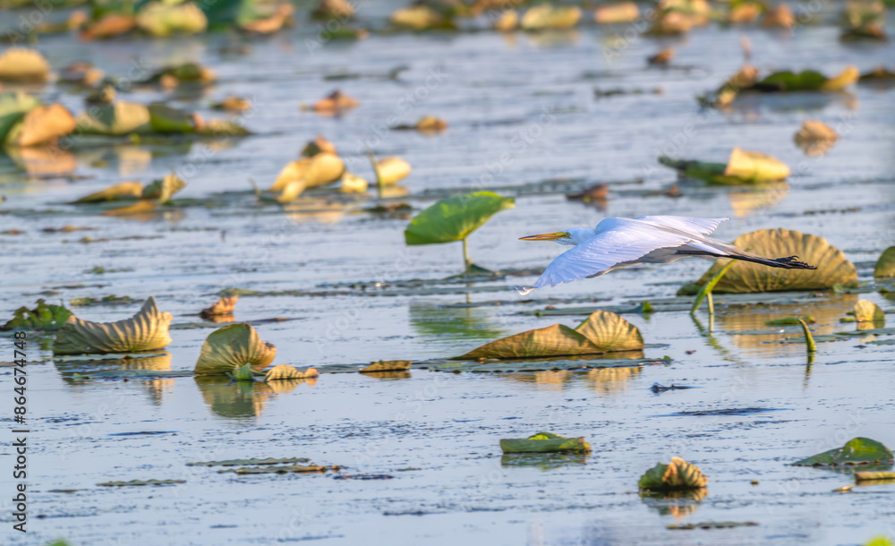 White heron, or great egret, flying over a lake with lily pads on its surface. White heron, or great egret, flying over a lake with lily pads on its surface.