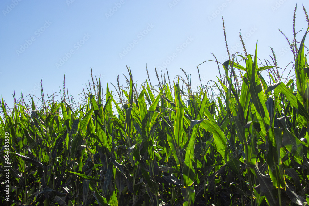 green corn field and blue sky green corn field and blue sky